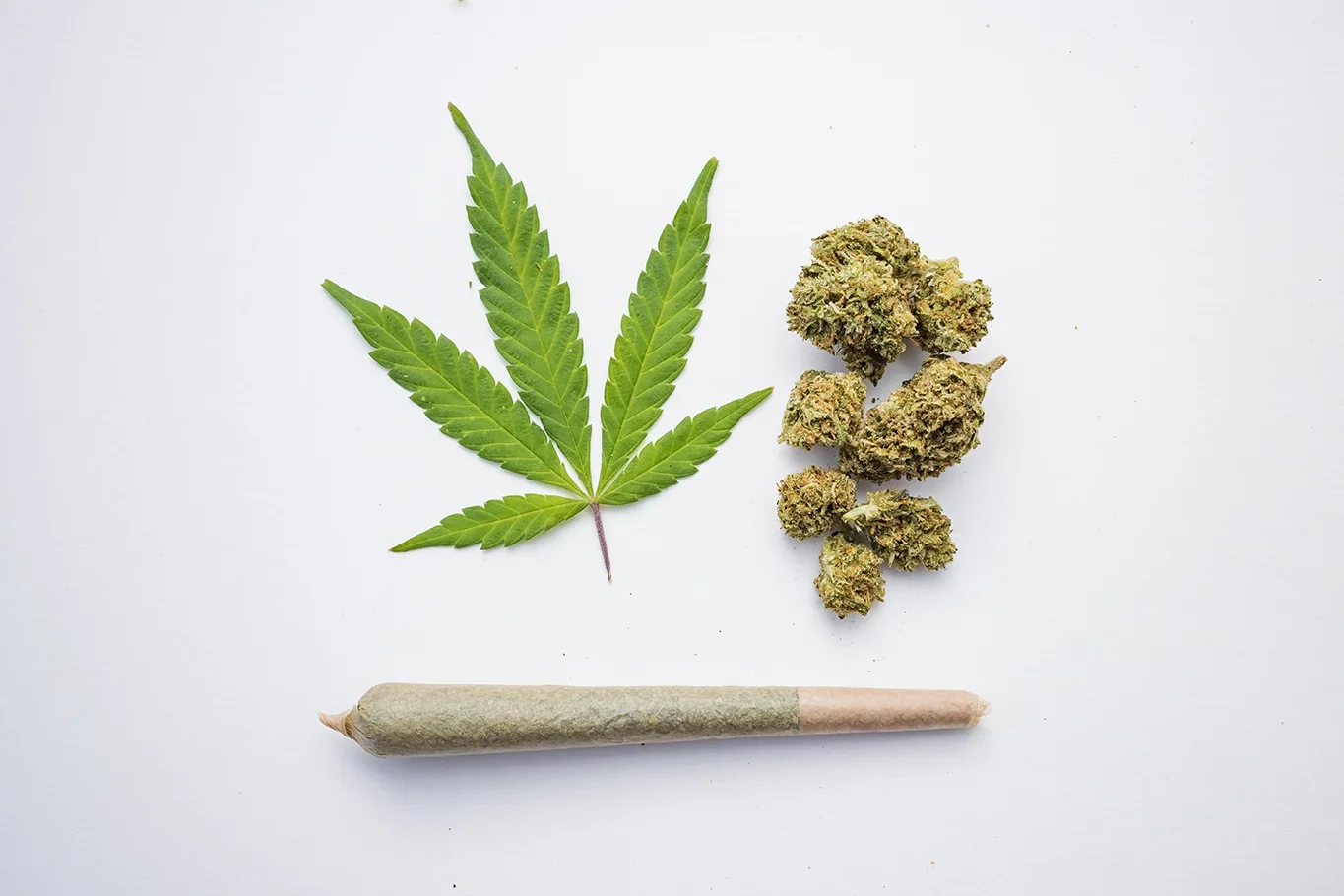 A marijuana leaf, pre-roll and buds of flower all next to each other