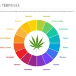 Terpenes: What You Need to Know About The Overlooked Compounds