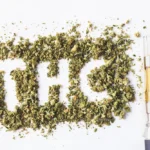 What is the Difference Between THC and CBD?