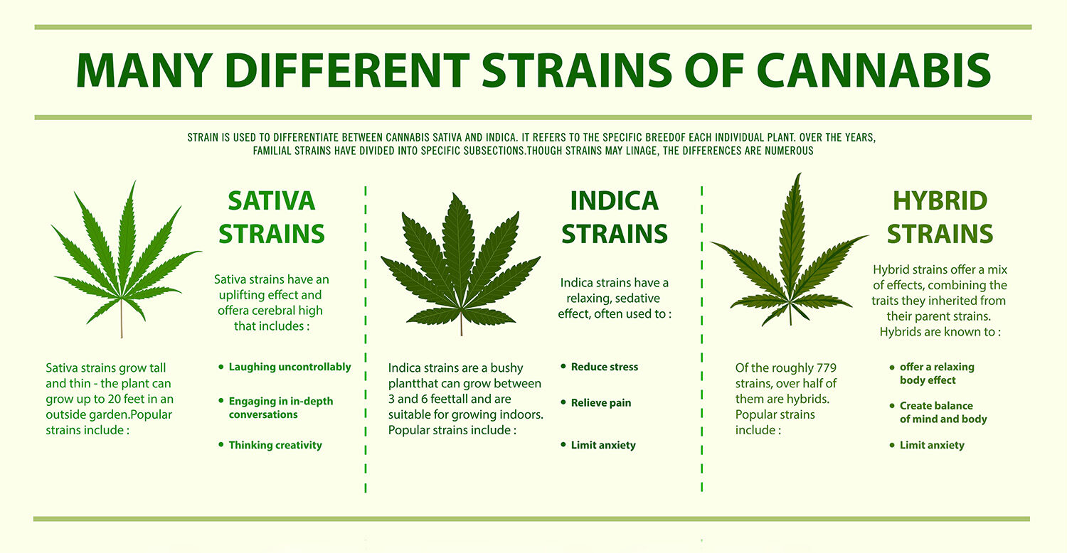 A chart of the differences between Indica, Sativa and Hybrid strains of marijuana