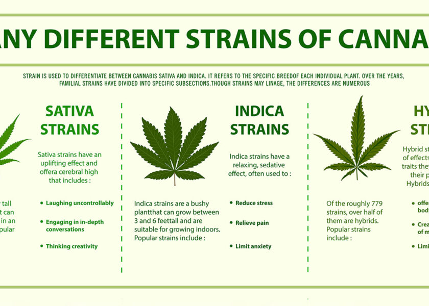A chart of the differences between Indica, Sativa and Hybrid strains of marijuana