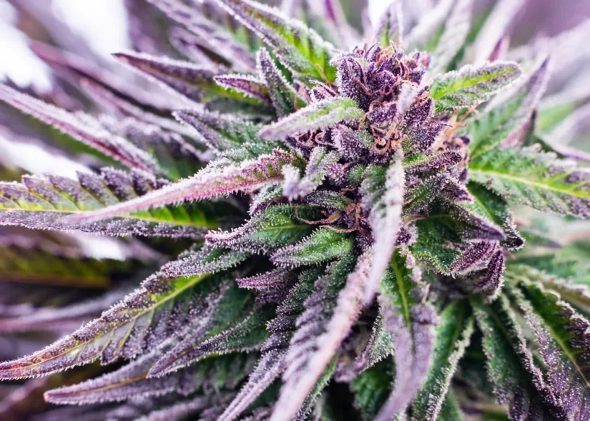 Close up of a colourful purple marijuana flower